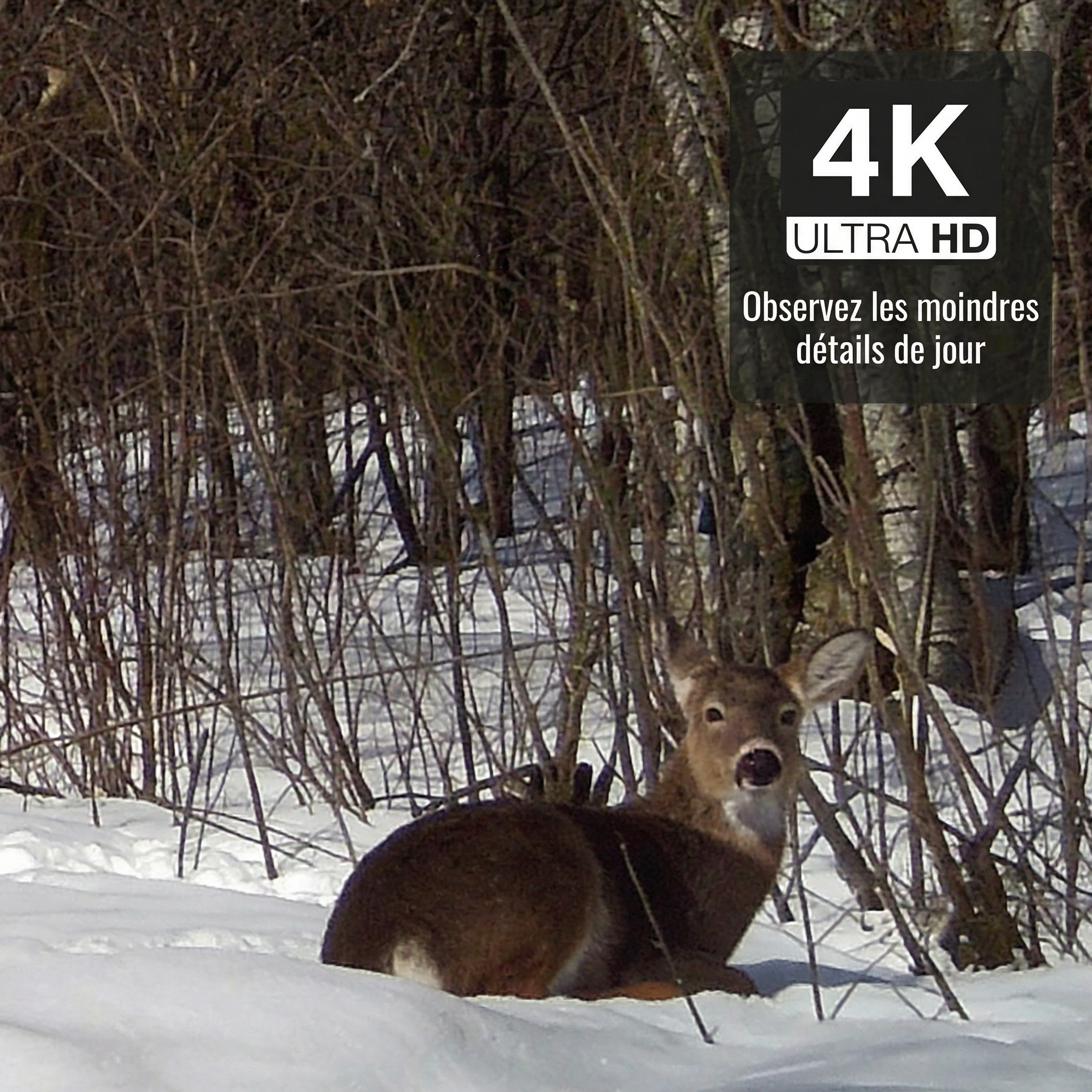 Jumelles Vision Nocturne Numérique | Vision Nocturne 800m - 4K | 6h Autonomie